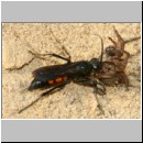 Anoplius viaticus - Wegwespe 39a beim Eintrag einer Trochosa-Wolfsspinne.jpg